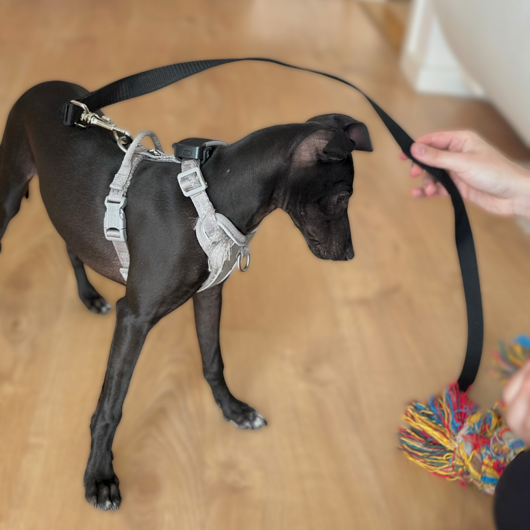 Puppy House Leash - Indoor Safety and Training Control