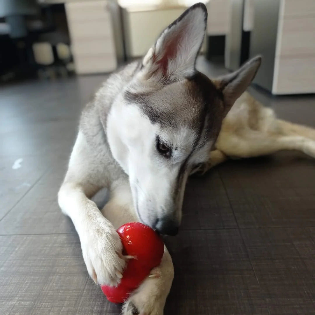 Puppy Essentials Checklist