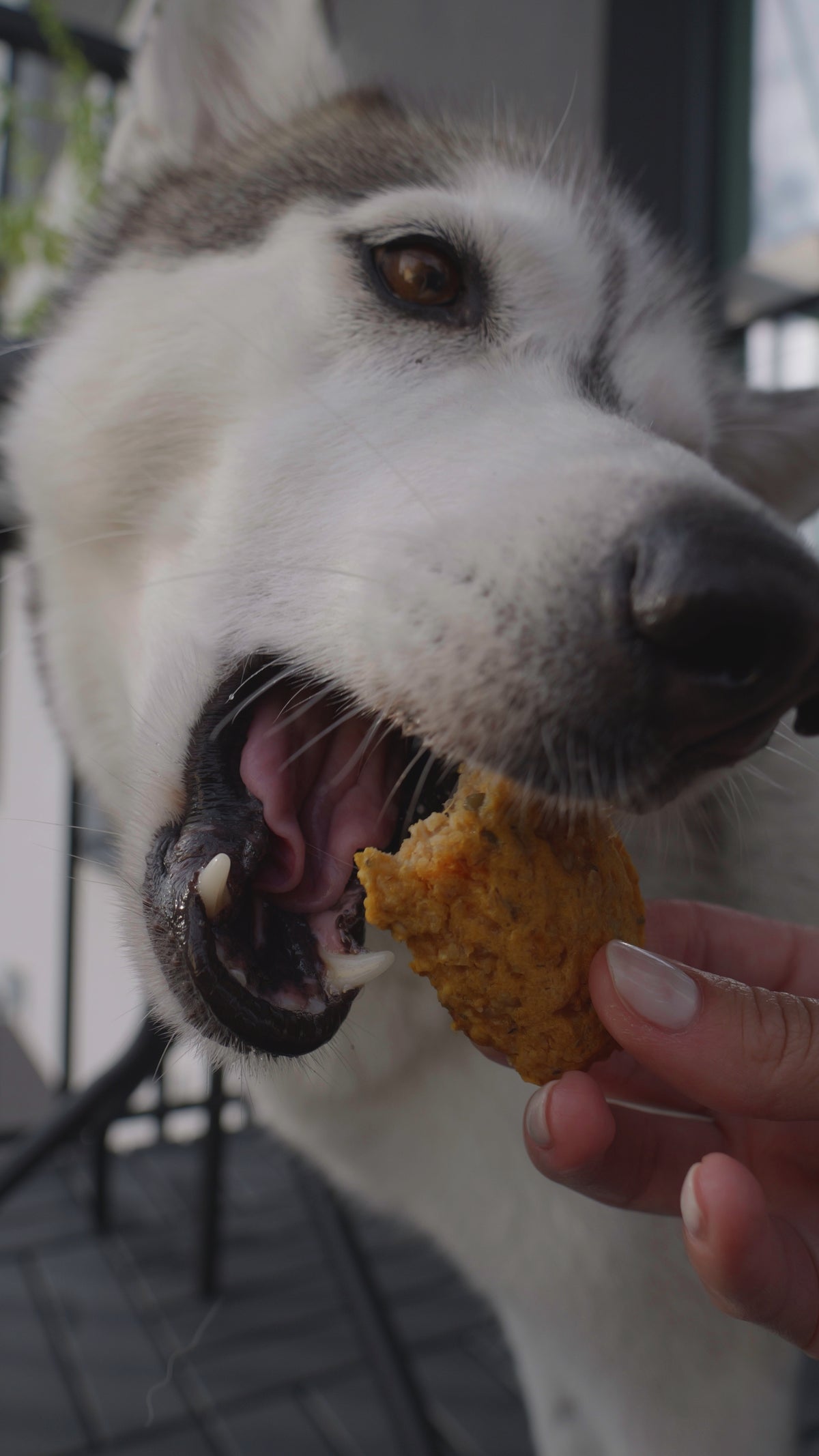 Homemade Dog Treat Recipes