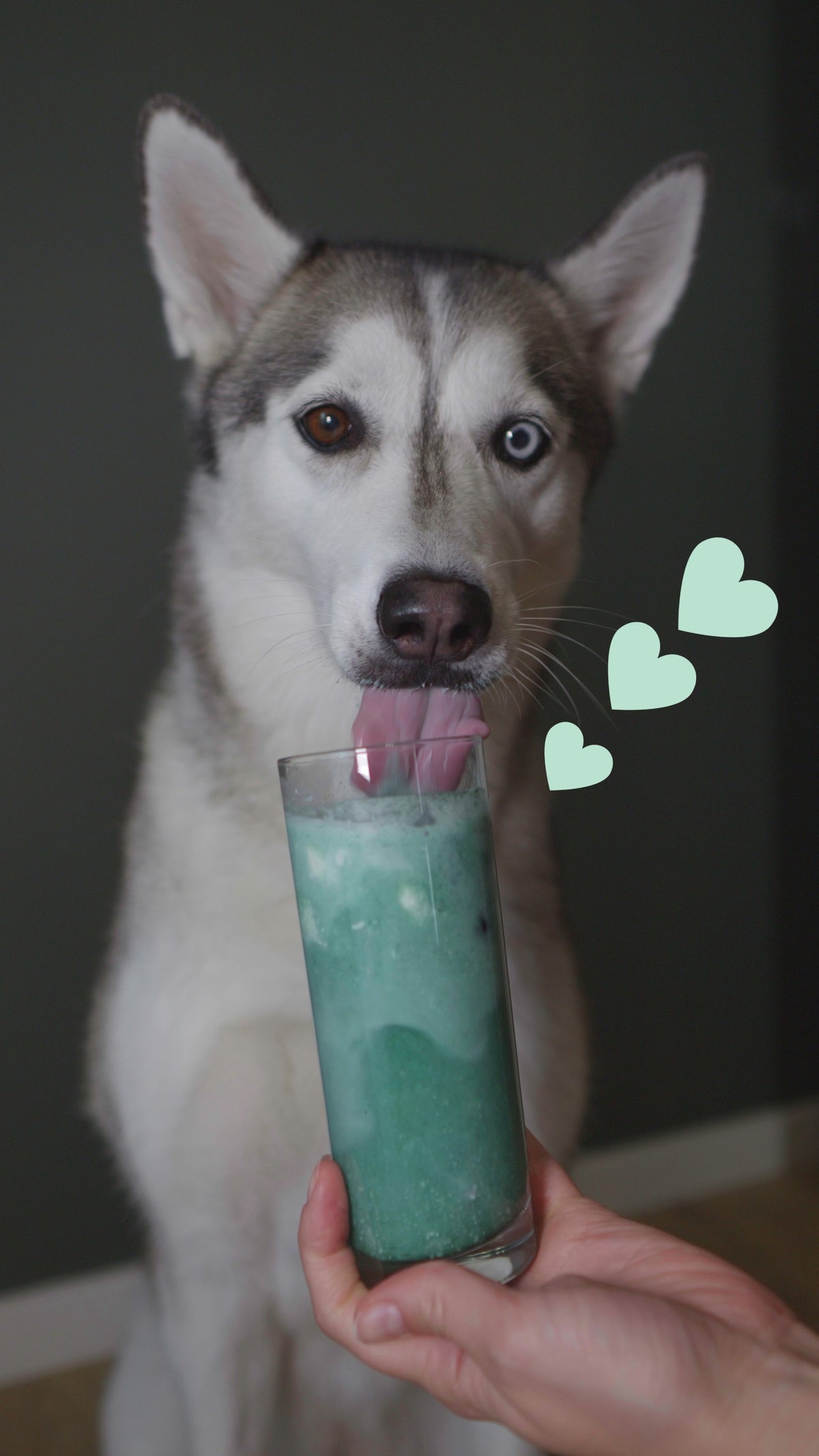 Homemade Dog Treat Recipes